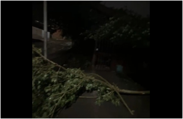 Ավանում բարդին տապալվել է գազատարի, մալուխների, ավտոտնակի վրա (տեսանյութ)